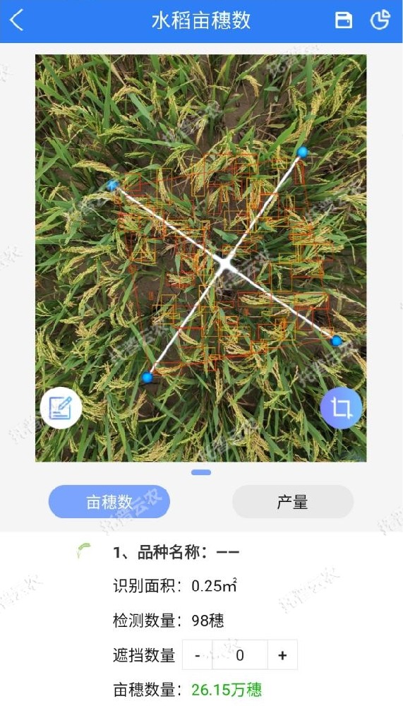 水稻測(cè)產(chǎn)，要用精準(zhǔn)高效又便捷的畝穗數(shù)測(cè)量系統(tǒng)